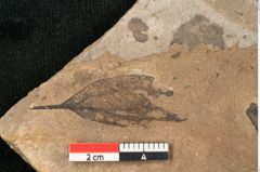 Foto (Detailansicht) von Plantae indet.  (NHMW-GEO-2024-0188-11410)